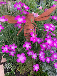 Image result for Agrostemma