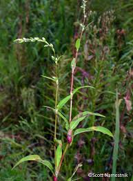 Image result for Persicaria barbata