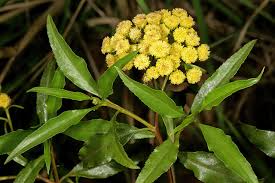 Image result for Psiadia punctulata