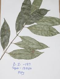 Image result for Pleiocarpa