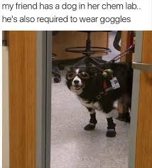 Funny Animal Picdump Of The Day 178 26 Photos Funnymemes Funnypictures Humor Funnytexts Funnyquotes Funn Funny Animal Pictures Funny Animals Funny Dogs