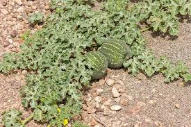 Image result for Cucumis myriocarpus