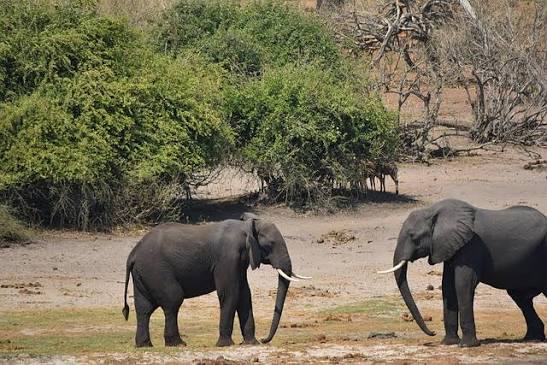9,000+ Free Elephants Fighting & Elephant Images - Pixabay