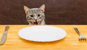 Can Cats Eat That Cat Feeding Guide Food Animals What Cats Can Eat