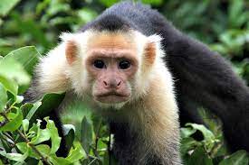 101 Facts Monkeys Ultima Status