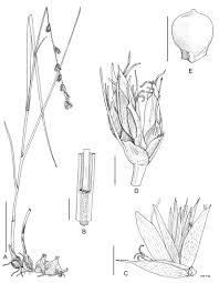 Image result for Scleria bulbifera