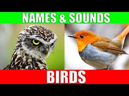 Birds Of A Feather 2020 Episodes Birds Names And Sounds Learn Bird Species In English Youtube In 2020 Bird Species Sounds Of Birds Bird Calls