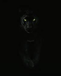 Henry Jose Adli Kullanicinin Animales Increibles H Panosundaki Pin Siyah Panter Buyuk Kediler Kara Kedi