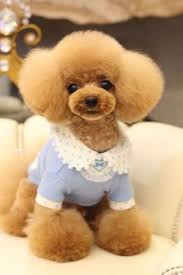 We did not find results for: Salon De Peche Haarschnitt Maltesisch Haar Haar Cute Dogs Teddy Bear Poodle Cute Dog Photos