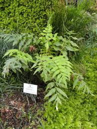 Image result for Anemiaceae