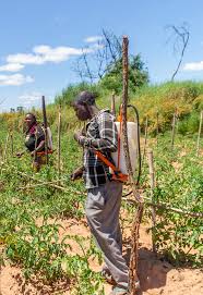 Image result for Empogona cacondensis