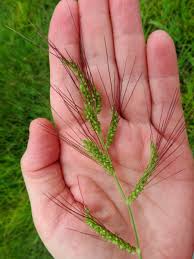 Image result for Echinochloa crus-galli