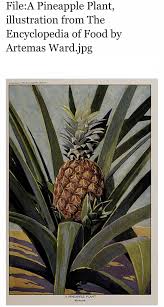 From there, take your ferns and greenery and stick them into the top pineapple (right into the fruito create your leaves. How Does A Pineapple Grow Quora