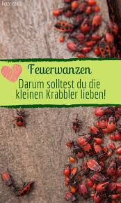Feuerwanzen Darum Sollten Sie Diese Kleinen Tierchen In Ihrem Garten Lieben In 2020 Feuerwanze Hausmittel Gegen Ameisen Buchsbaumzunsler