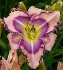 We did not find results for: Daylilies Harmony Nursery
