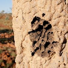 Maybe you would like to learn more about one of these? How To Get Rid Of Termites Updated For 2021