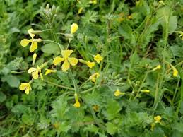 Image result for Raphanus raphanistrum