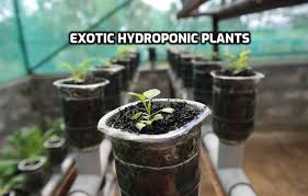 Growing Exotic Hydroponic Plants A Full Guide Gardening Tips