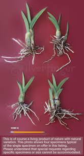 Image result for Eulophia sp. nov.