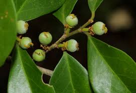 Image result for Drypetes reticulata