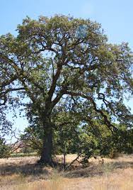 Nuts About Oak Trees - The Stanislaus Sprout - ANR Blogs