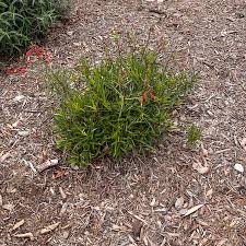 Image result for Scleria laxiflora