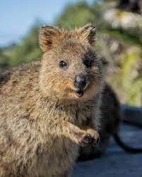 Instagram Photo By Allan Dixon Adventurer Apr 25 2016 At 10 59am Utc Animals Quokka Happy Animals