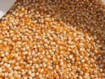 De vanzare porumbei in categoria agro si industrie. Hunedoara Cereale Seminte Anunturi Gratuite Lajumate Ro