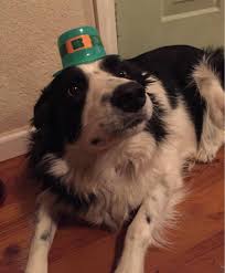 Cute Doggo In Hat Meme By Codystephans12 Memedroid