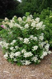 Quick Fire Hydrangea Hydrangea Landscaping Quick Fire Hydrangea Shade Plants