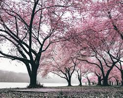 52 top cherry blossom tree backgrounds , carefully selected images for you that start with c letter. 1280x1024 Cherry Blossoms Trees 4k 1280x1024 Resolution Hd 4k Wallpapers Images Backgrounds Photos And Pictures