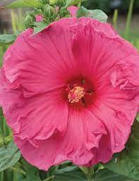 Hibiscus Jazzberry Jam Ppaf Zone 4 9 Flowers Large Ruffled Dinner Plate Sized Blooms Magenta With Red Eye Blooms 6 8 Hibiscus Hibiscus Flowers Plants