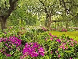 Beautiful Flowers Garden Beautiful Flowers Savannah Chat