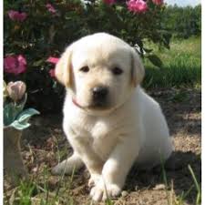Find puppies and breeders in your area and helpful information. Puppies For Sale In Michigan Petfinder