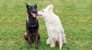 Why Does My Dog Lick Another Dog S Face Proud Dog Mom