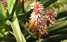 Image result for Aloidendron barberae