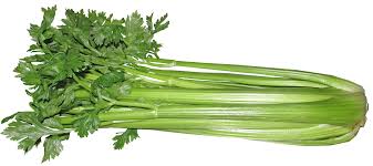 When to plant celery starts? Celery Growing And Harvest Information Veggieharvest Com