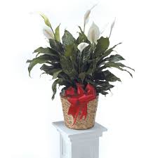 Nancy Wiles Obituary