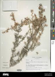 Image result for Barleria rigida