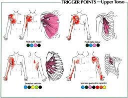 Pin On Massage Anatomy