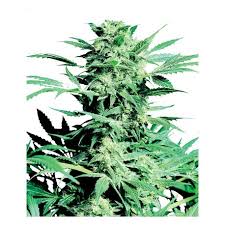 Sensi seed bank offers seed strains from around the world. Shiva Skunk Feminisiert Sensi Seeds Bank Canna Shops