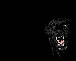 We did not find results for: Black Panther Wallpaper A Black Panther Wallpaper I Found Flickr