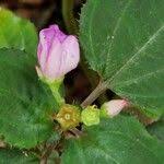 Image result for Calvoa orientalis