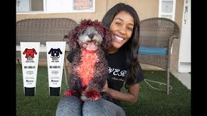 Just like you used to use at halloween to get your hair that perfect shade of witch a fair point, to be sure. Opawz Dog Hair Dye Part 2 Red Black Youtube