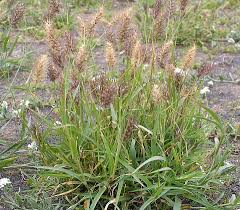 Image result for Cenchrus ciliaris