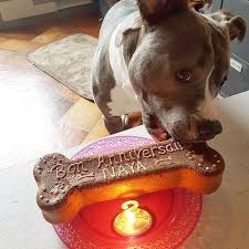Naya Avec Son Gateau En Forme Os Assez Grand Pour Etre Tres Gourmand Ou Mieux Partager Avec Des Amis Lbpchiensfamille Gateauchien Animals Pitbulls Dogs