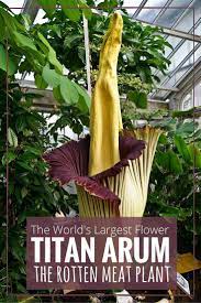 Each year, it produces a leaf, reaching up to 15 feet, to absorb energy from the sun. Titan Arum Flower Blooms In Belgium Cheeseweb