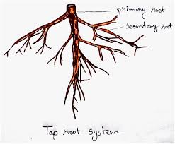 Can The Roots Of Large Trees Like Mango Neem Etc Rupture The Walls Of Houses Whose Foundation Were Built Using Lime Stone Debris Deep Red Baked Bricks If Yes Then What Can
