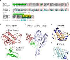 Frontiers Multifunctional Toxins In Snake Venoms And Therapeutic Implications From Pain To Hemorrhage And Necrosis Ecology And Evolution
