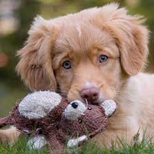 Nova Scotia Duck Tolling Retriever Newborn Puppies Puppy Care Puppies